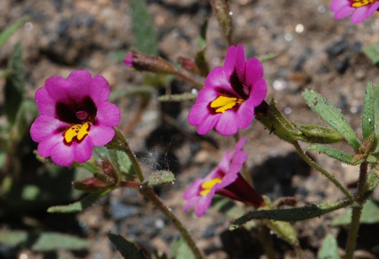 Plancia ëd <i>Mimulus filicaulis</i>