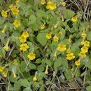 Image of <i>Mimulus moschatus</i>