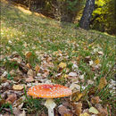 Imagem de Amanita muscaria (L.) Lam. 1783