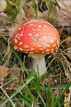 Image of Fly agaric