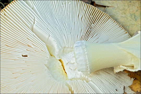 Image of Fly agaric