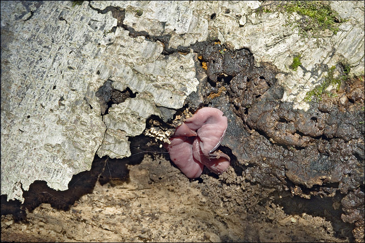 Image de Ascocoryne cylichnium (Tul.) Korf 1971