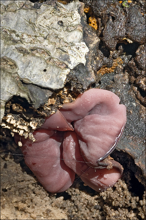 Image of Ascocoryne cylichnium (Tul.) Korf 1971