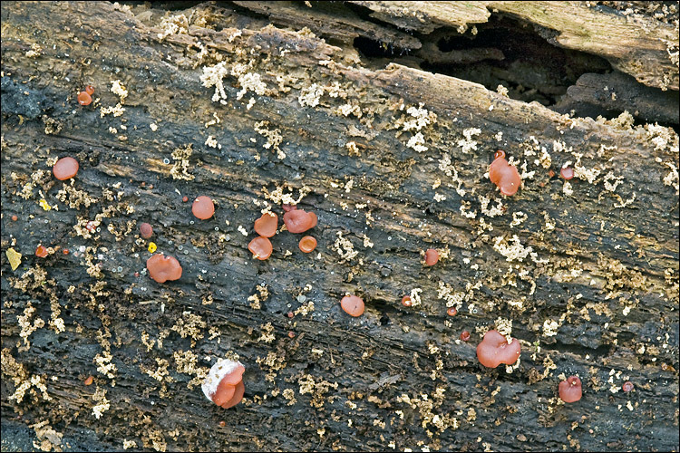 Image of Ascocoryne sarcoides (Jacq.) J. W. Groves & D. E. Wilson 1967