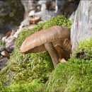 Image of Honey Fungus