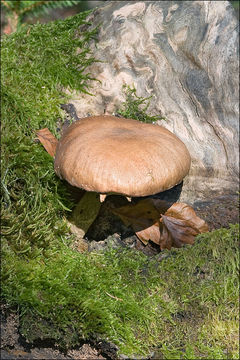 Image of Honey Fungus