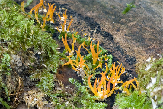 Imagem de Calocera cornea (Batsch) Fr. 1827