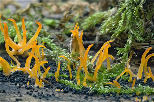 Image of Calocera cornea (Batsch) Fr. 1827