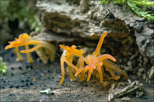 Image of Calocera cornea (Batsch) Fr. 1827