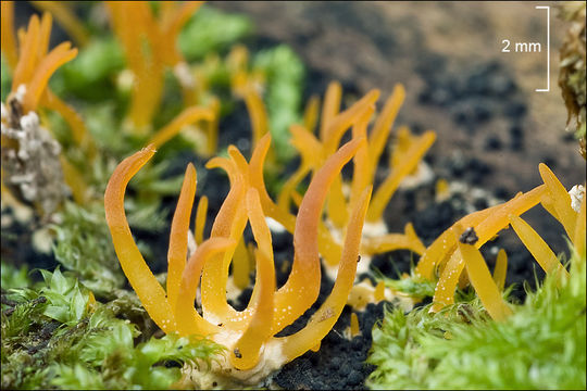 Image of Calocera cornea (Batsch) Fr. 1827