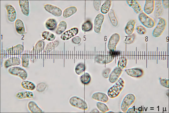 Image of Calocera cornea (Batsch) Fr. 1827