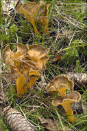 <i>Cantharellus xanthopus</i> resmi