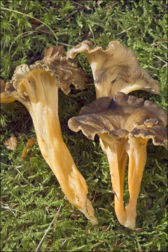 <i>Cantharellus xanthopus</i> resmi