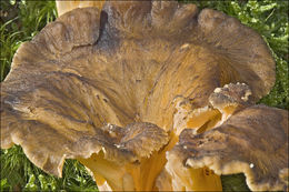 <i>Cantharellus xanthopus</i> resmi