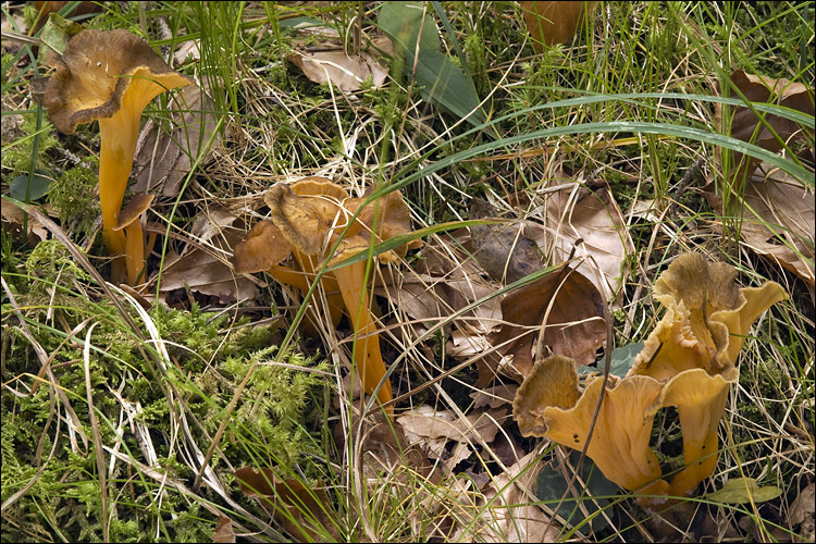 <i>Cantharellus xanthopus</i> resmi