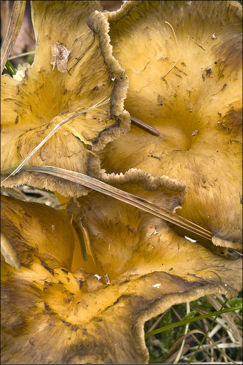 <i>Cantharellus xanthopus</i> resmi