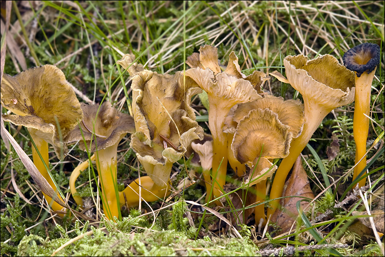 <i>Cantharellus xanthopus</i> resmi