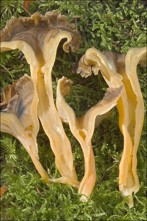 <i>Cantharellus xanthopus</i> resmi