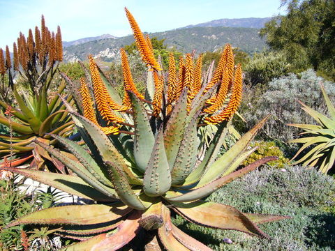 صورة Aloe ferox Mill.