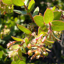 Image of La Purissima manzanita