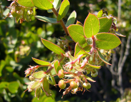 Слика од Arctostaphylos purissima P. V. Wells