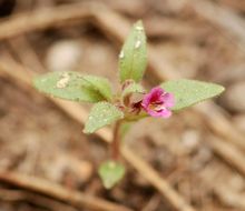 Image of <i>Mimulus leptaleus</i>