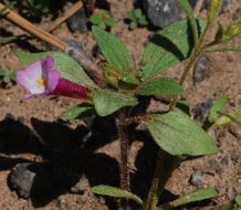 Image of <i>Mimulus torreyi</i>