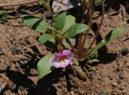 Image of <i>Mimulus torreyi</i>