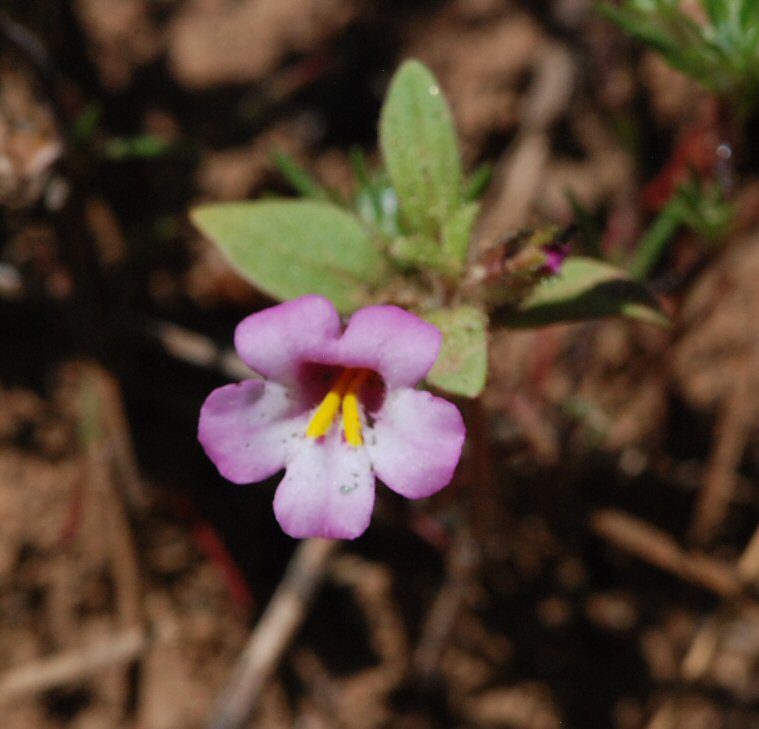 Image of <i>Mimulus torreyi</i>