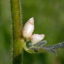 Image of <i>Aconitum columbianum</i> ssp. <i>viviparum</i>