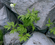 Image of baneberry