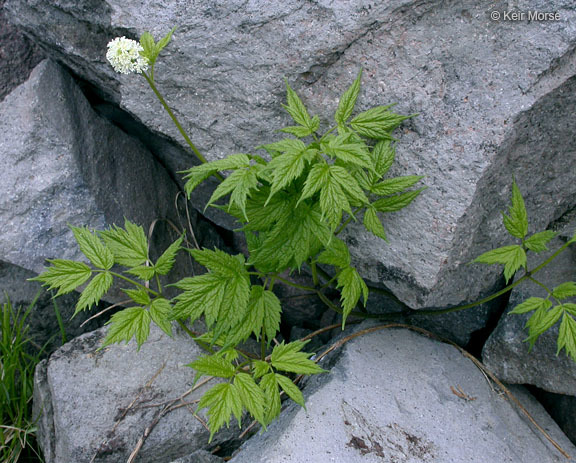 Imagem de Actaea rubra (Ait.) Willd.