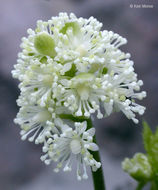 Image of baneberry