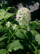 Image of baneberry