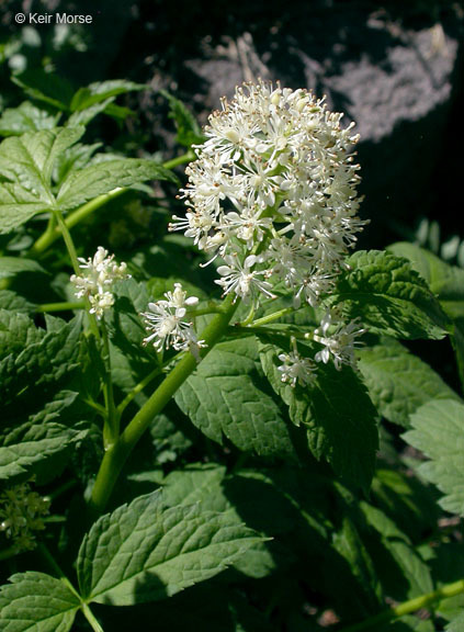 Image of baneberry