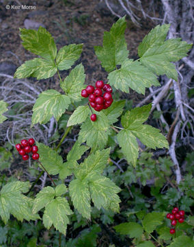 Image of baneberry