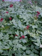 Image of baneberry