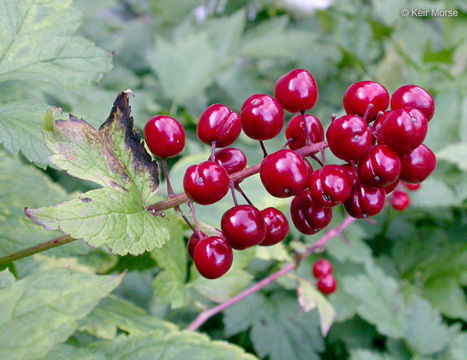 Image of baneberry