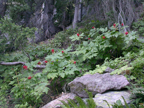 Actaea rubra (Ait.) Willd. resmi