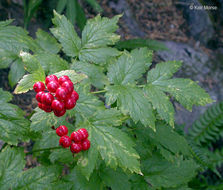 Image of baneberry