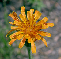 Image of orange agoseris