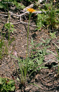 Image of orange agoseris