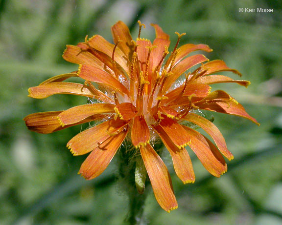 Image of orange agoseris