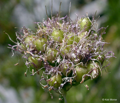 Image of Pacific onion