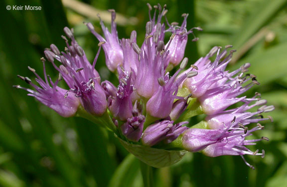 Image of Pacific onion