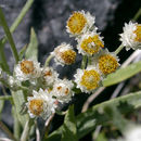 Image of pearly everlasting