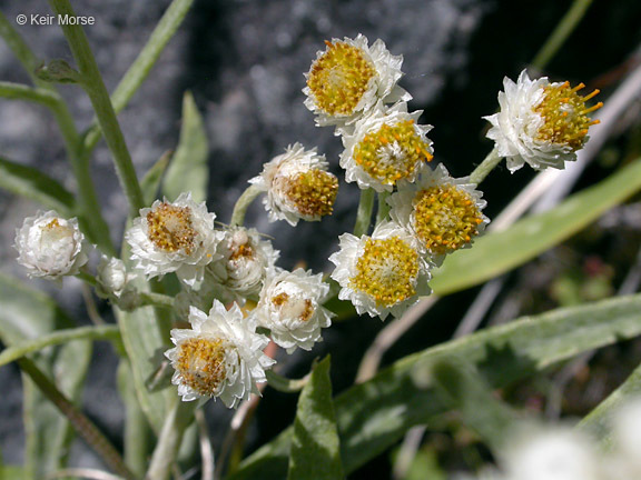 Слика од Anaphalis margaritacea (L.) Benth.