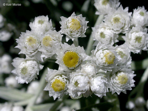 Imagem de Anaphalis margaritacea (L.) Benth.