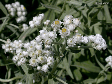 Imagem de Anaphalis margaritacea (L.) Benth.