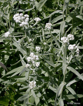 Imagem de Anaphalis margaritacea (L.) Benth.